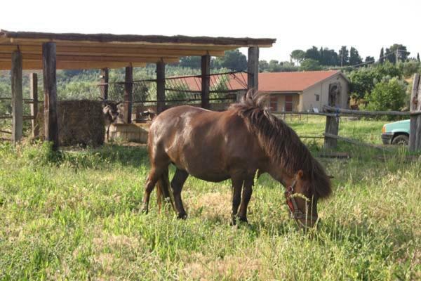Agriturismo Il Poggio Casale Marittimo Exteriér fotografie
